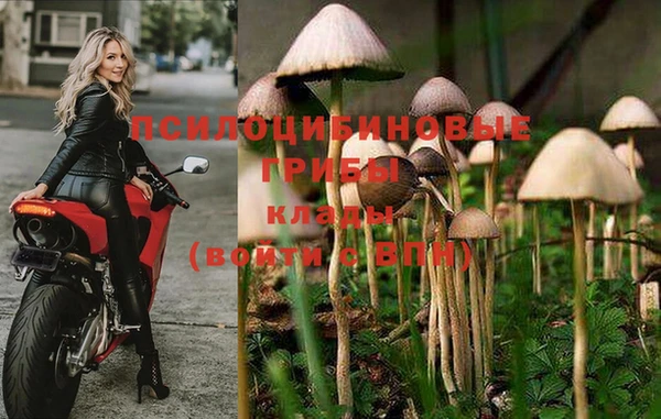 сатива Магадан